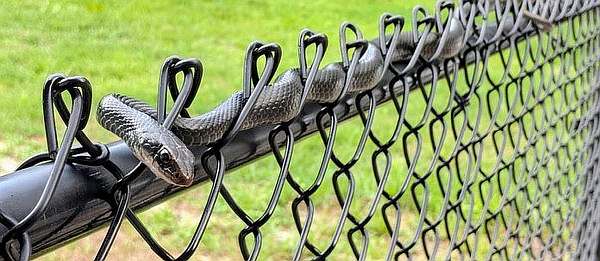 Забор от змей